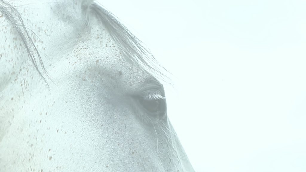 Ace Cheval